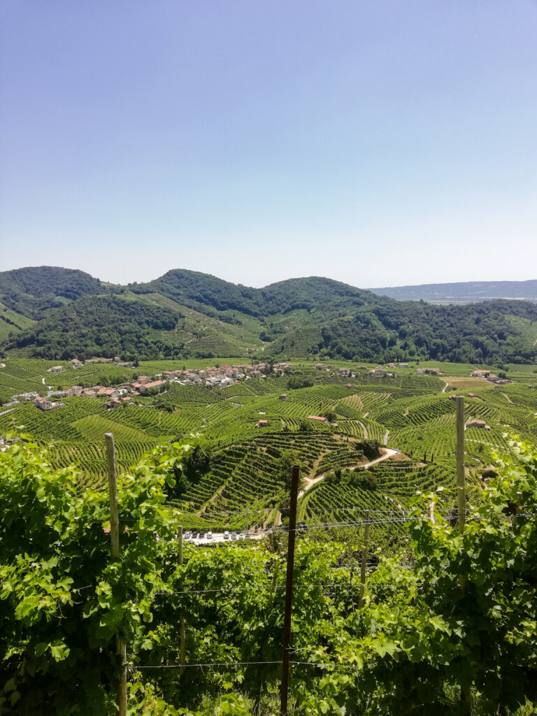 Colline del prosecco